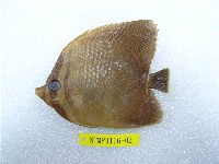 藏品(曲紋蝴蝶魚)的圖片